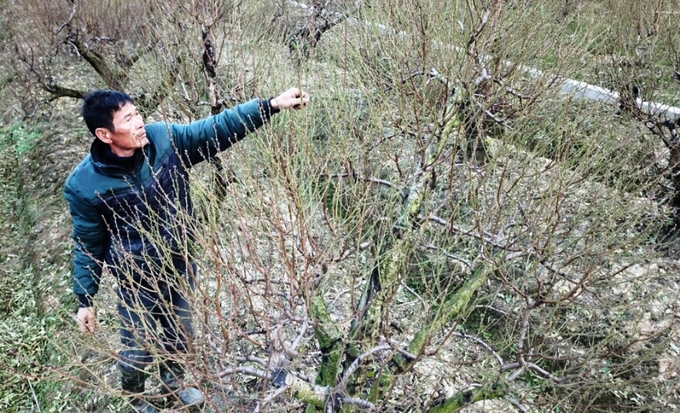 Vườn đào cổ thụ Hải Phòng chờ Tết